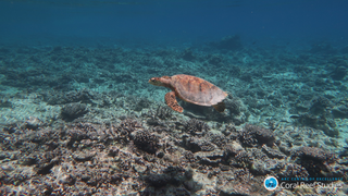 New Study Shows ‘No Coral Reef on Earth Is Safe’ From Climate Change<em></em>